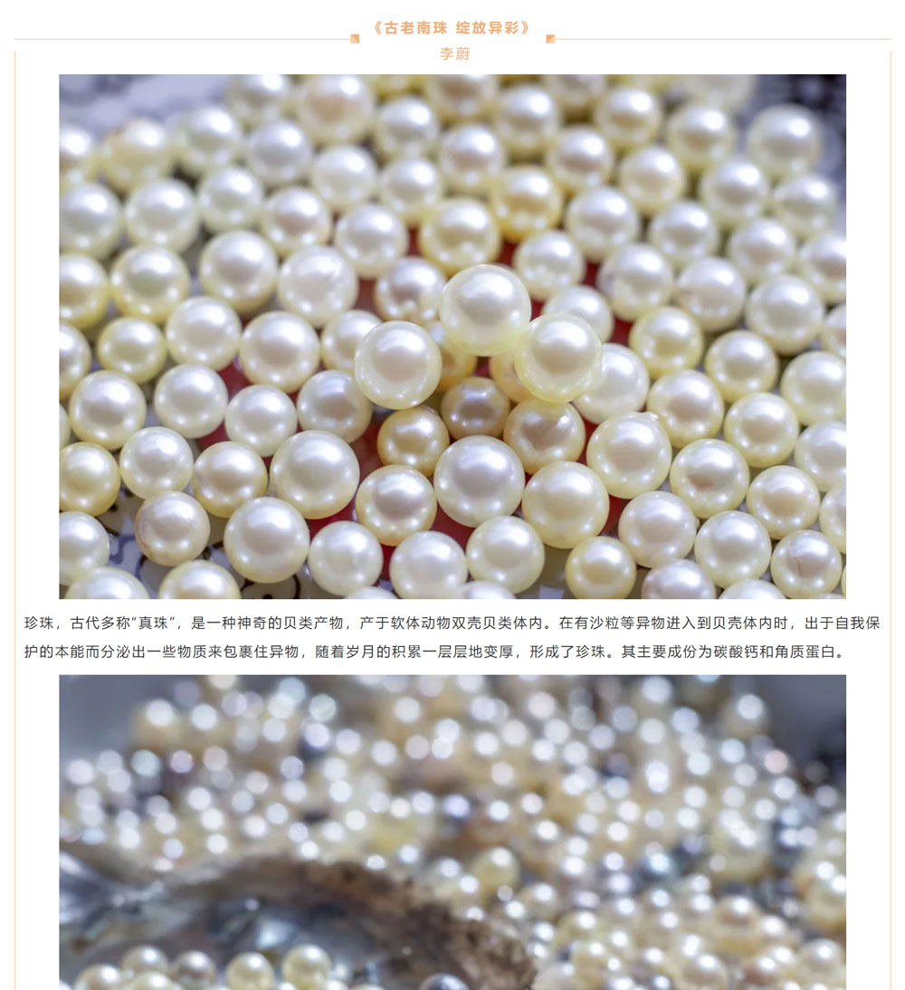 古老南珠，綻放異彩